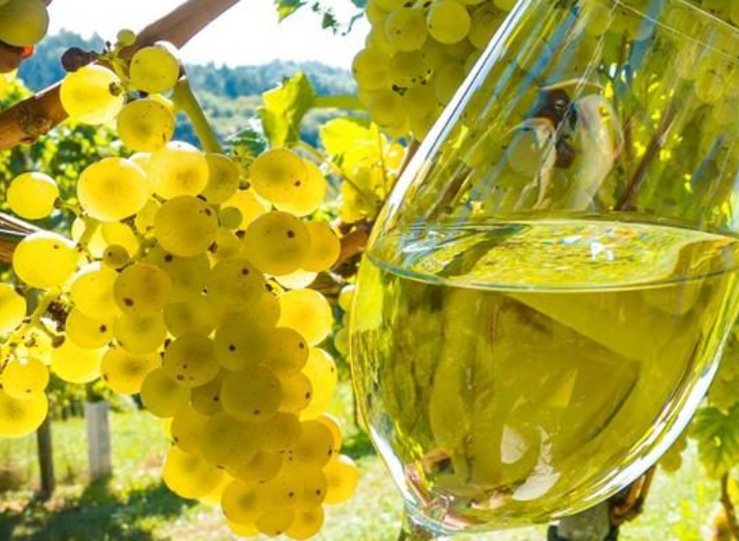 El Gobierno aprueba mejoras en el programa de apoyo al sector vitivincola 20192023