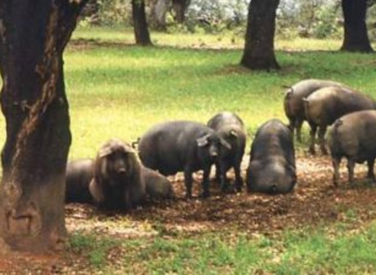 Tres granjas de Badajoz optan al Porc dOr Ibrico especial del Ministerio de Agricultura
