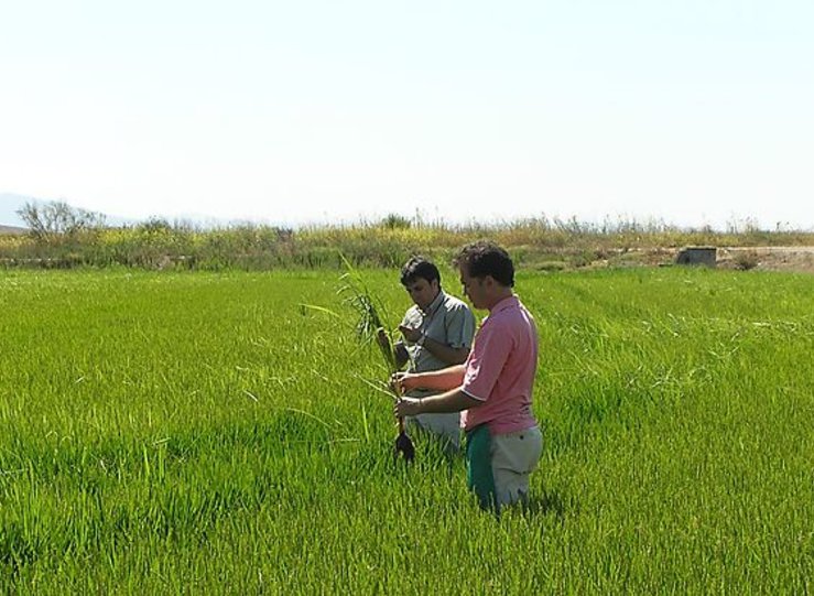 Extremadura se mantiene como la segunda regin productora de arroz de Espaa