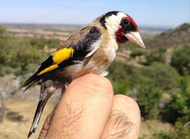 Adenex anilla 81 aves de 19 especies en jornada de anillamiento cientfico 