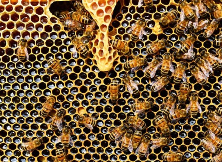 Un estudio de la UEx aplica algoritmos basados en el comportamiento de las abejas 