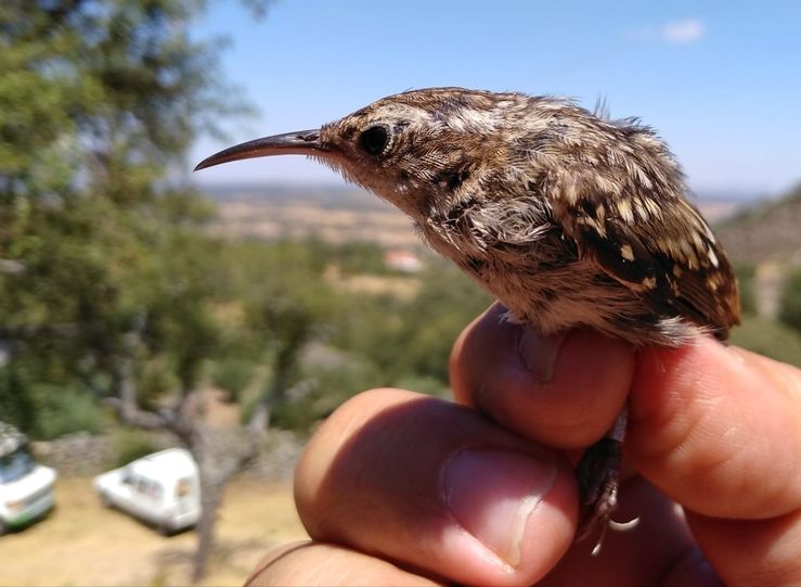 Adenex anilla 86 aves de 16 especies distintas en una jornada en la reserva La Fontanita