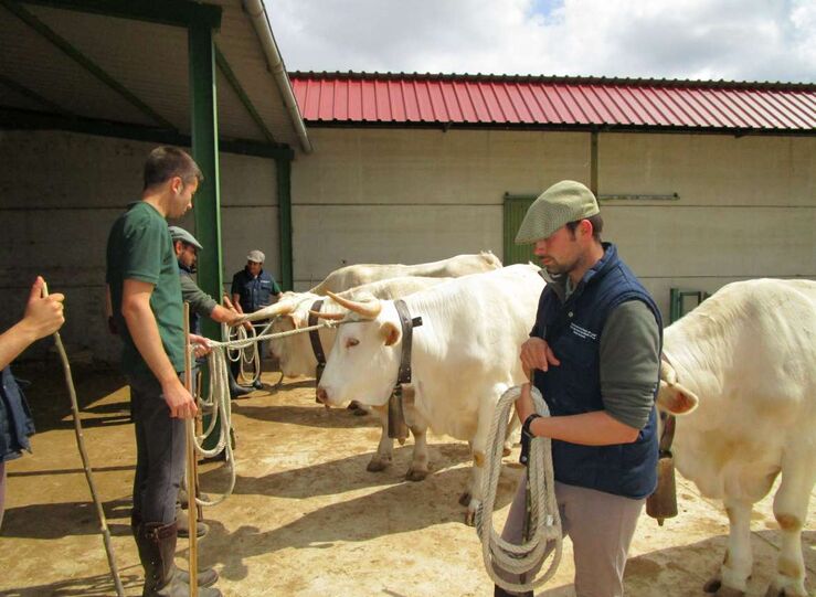 Ayudas para ganaderos extremeos afectados por el vaciado sanitario de sus explotaciones