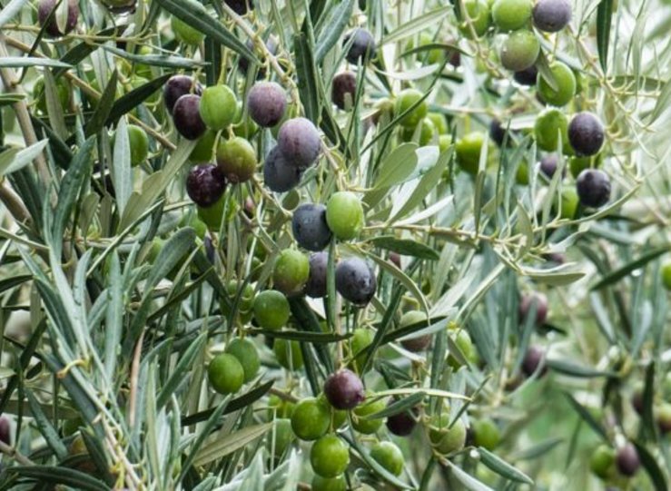 UPAUCE alerta de que las altas temperaturas estn lastrando el olivar en Extremadura