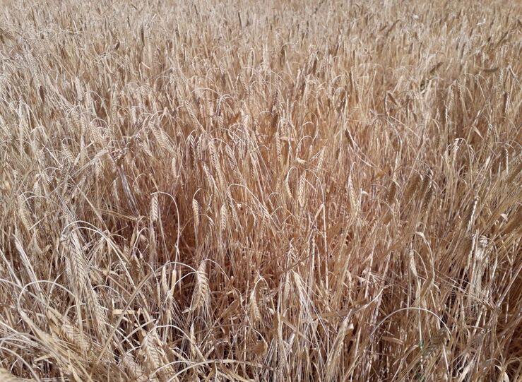 APAG Extremadura ASAJA confirma una reduccin de produccin cosecha cereal superior al 30