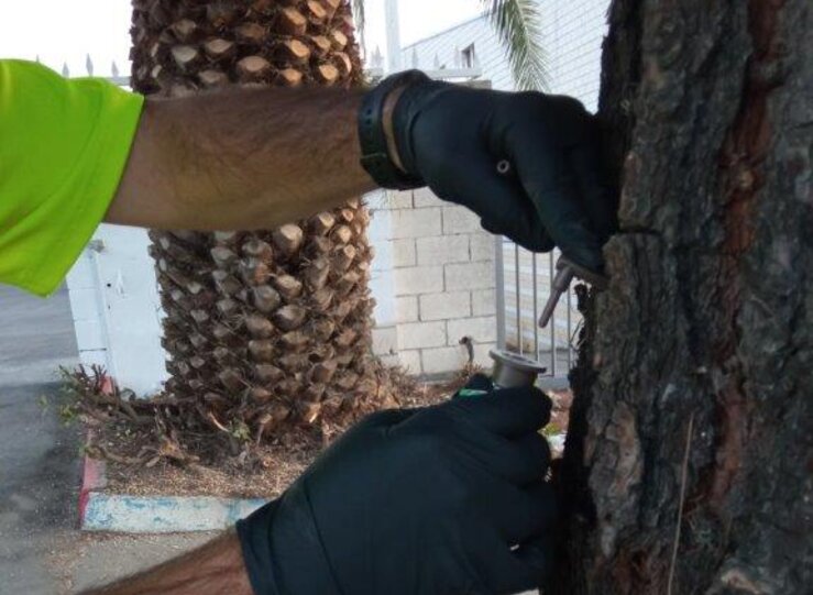 Comienza el tratamiento preventivo en los pinos de Mrida para evitar la procesionaria 