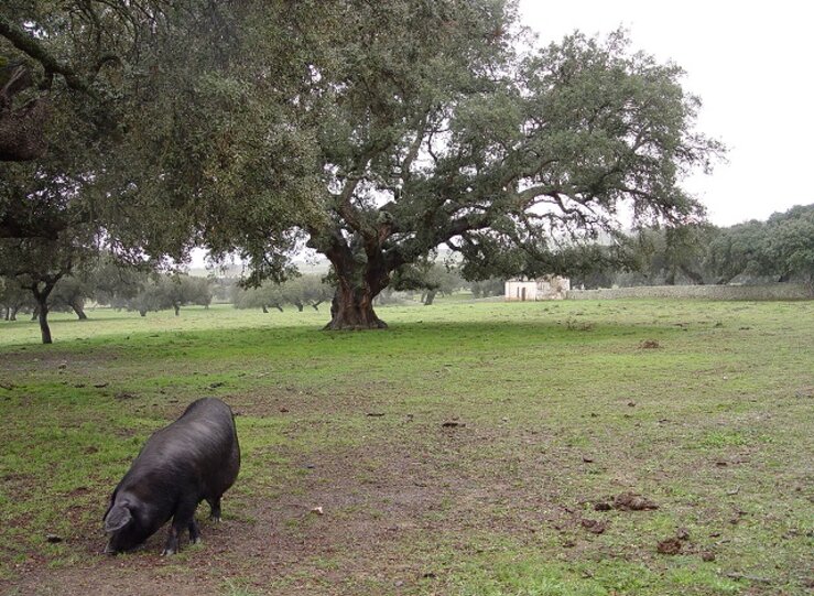 APAG Extremadura Asaja califica de muy deficientes las ayudas Covid al porcino ibrico
