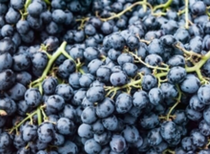 Agroseguro cifra en 4 millones las indemnizaciones a viticultores en Extremadura 2020