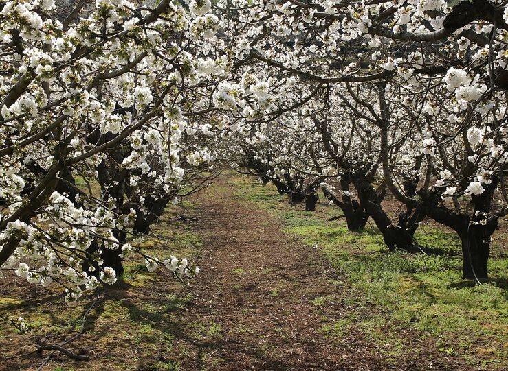 El Valle del Jerte se cubre de blanco con cerezos en flor con turismo marcado por pandemia