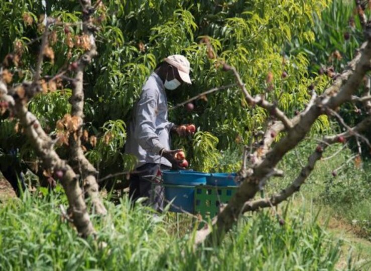 Agroseguro estima 10 millones en daos para fruticultores extremeos esta campaa