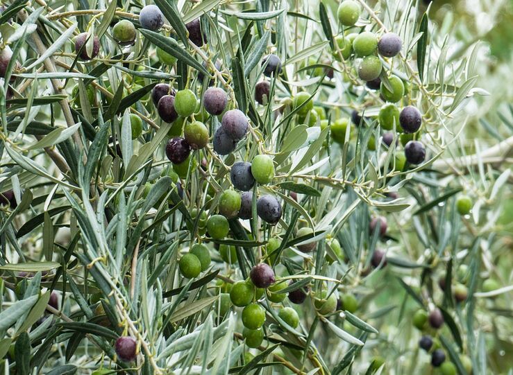 Unin de Uniones cuestiona fiabilidad aforos aceituna mesa difundidos por Interaceituna