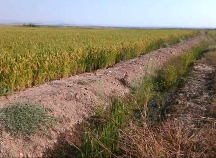 Ayudas para regantes por falta de agua en Canal de Orellana se limitarn a cultivo arroz