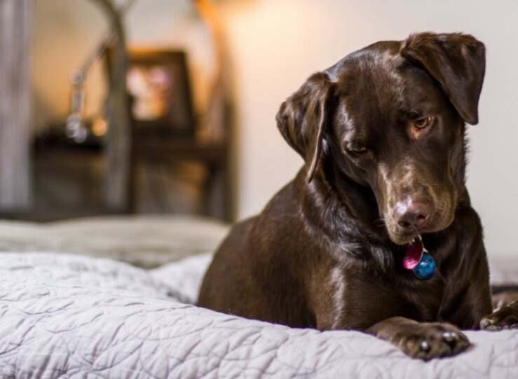 La creciente tendencia hacia la comida natural para perros