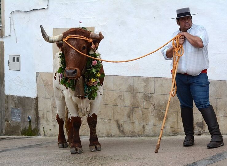Brozas recupera la fiesta del Toro de San Marcos tras su extincin en el s XVIII