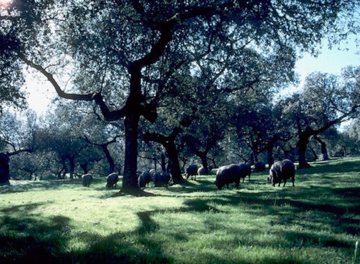 Fortica AstraZeneca Enags Naturgy y Redeia protegen las dehesas extremeas