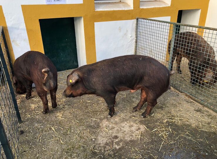 El CENSYRA subastar en abril 25 machos de porcino de raza Duroc