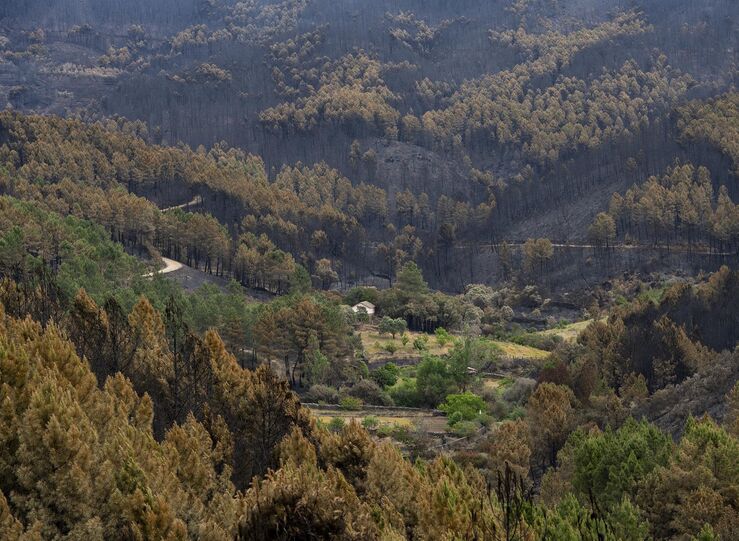 Entra en vigor decreto Junta que destina 10M ayudas para afectados por incendios Hurdes