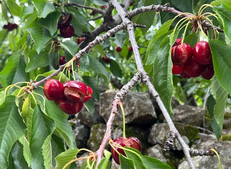 DOP Cereza del Jerte cierra una de las peores campaas en 35 aos por daos lluva