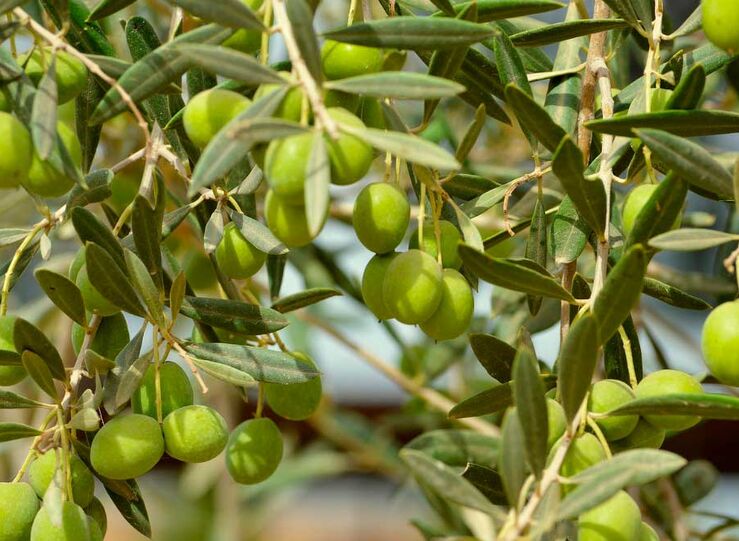 La Unin denunciar contratos de aceituna de mesa con precios que no cubran costes reales 