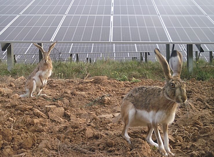 Extremadura cambia la normativa de control sanitarios de la carne de caza 