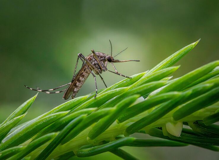 El SES confirma seis nuevos casos de fiebre del Nilo Occidental en Extremadura