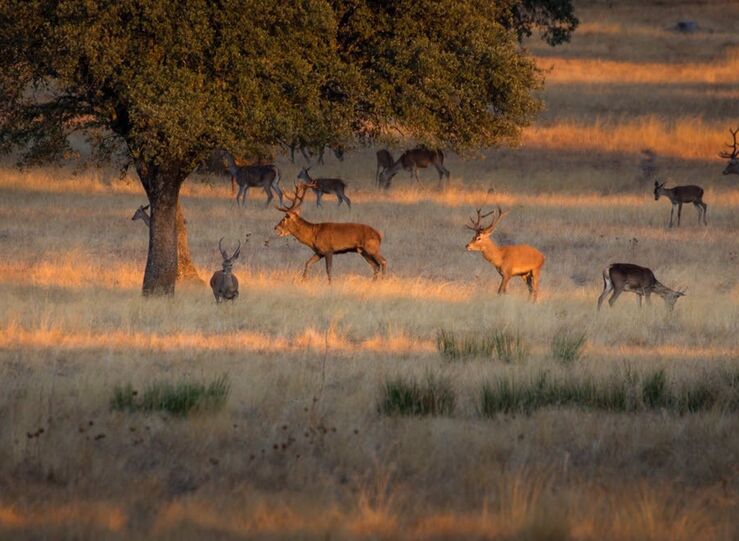 ProAnimalEx pide a diputaciones medidas para que municipios cumplan Ley Bienestar Animal