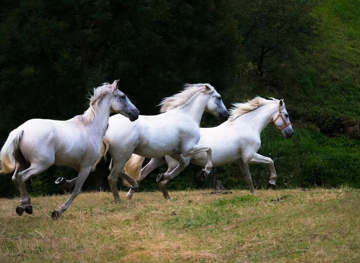 Escapadas para amantes de los animales conecta con la Naturaleza