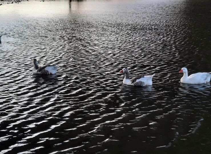 Pacma apuesta por giro ecolgico profundo para proteger medio ambiente y biodiversidad