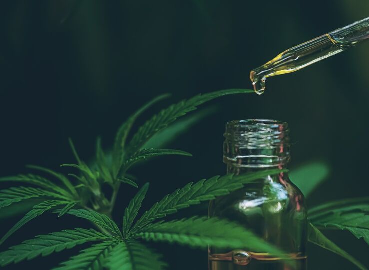 Mejores semillas de cannabis que debes conocer