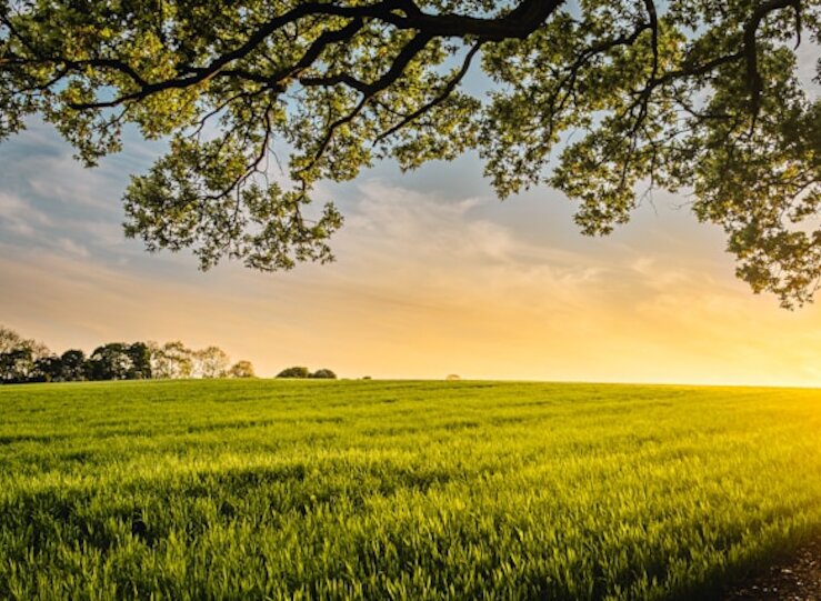 Chiquita Brands un ejemplo de dilemas corporativos en zonas de conflicto