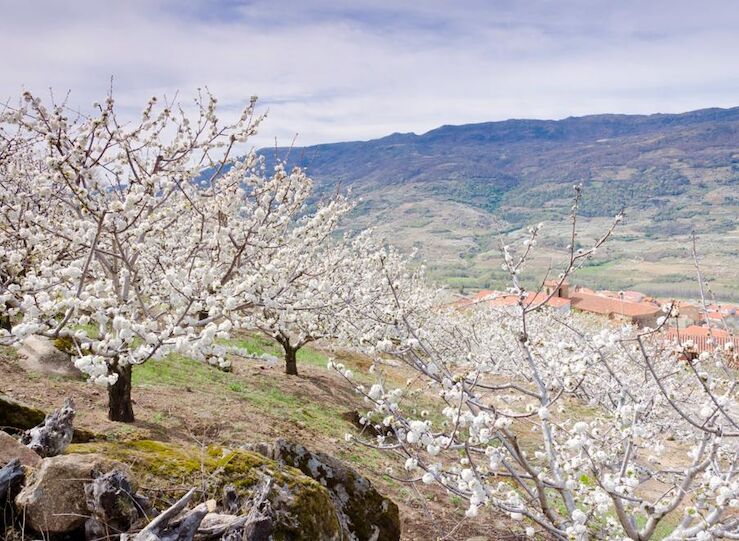 El Valle del Jerte espera la floracin de sus cerezos en los ltimos diez das de marzo