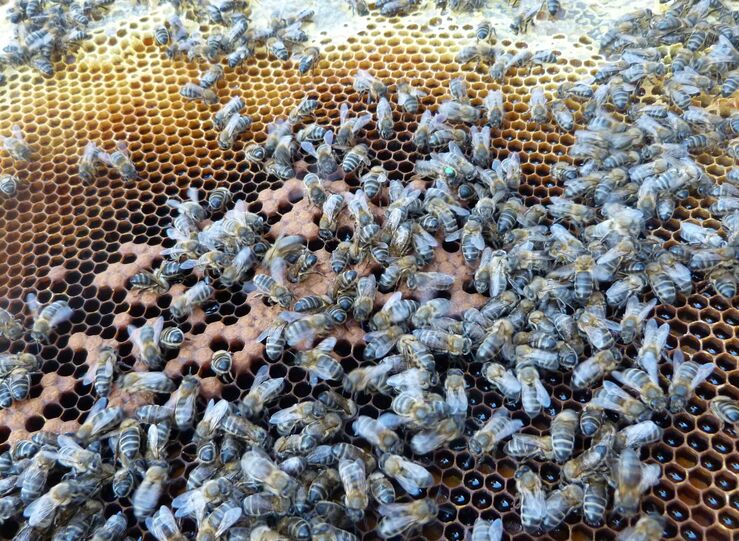 Asociacin Abejas Silvestres y Federacin Extremea de Folklore entre los Premios Adenex 