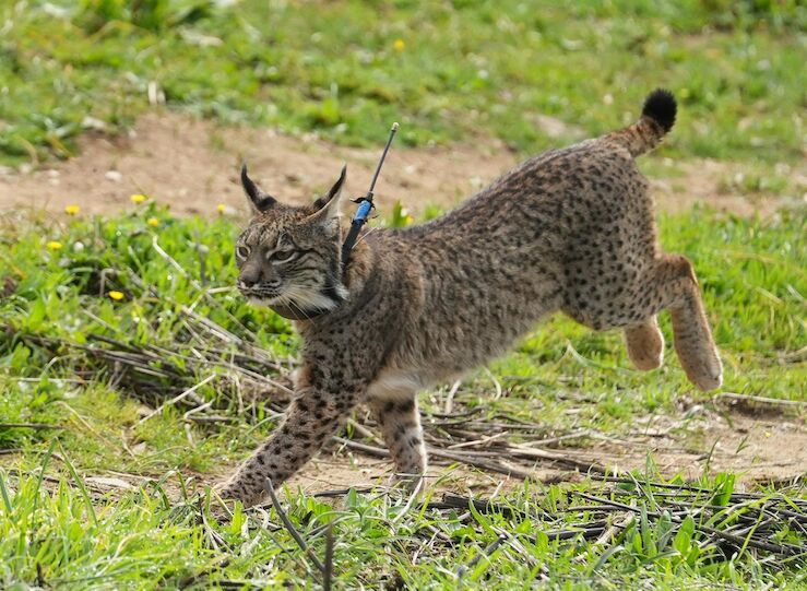 48 linces salen adelante en centros de cra la cifra ms alta de las ltimas temporadas