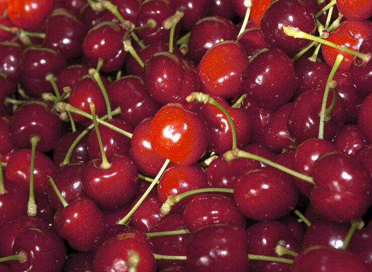 DOP Cereza del Jerte cierra campaa muy positiva con 75 millones de kilos