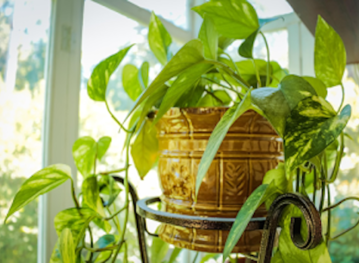 Cultivar plantas en casa mejora la salud y el bienestar