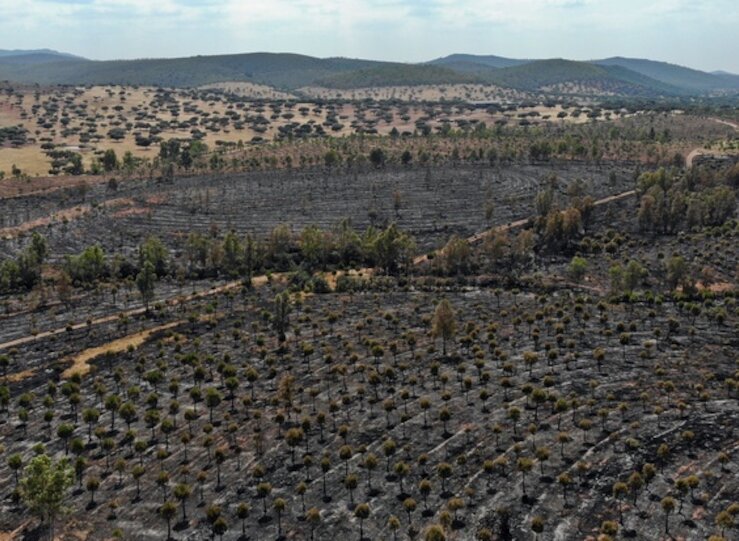 Cuatro detenidos por provocar un incendio forestal en la Sierra de Manchita 