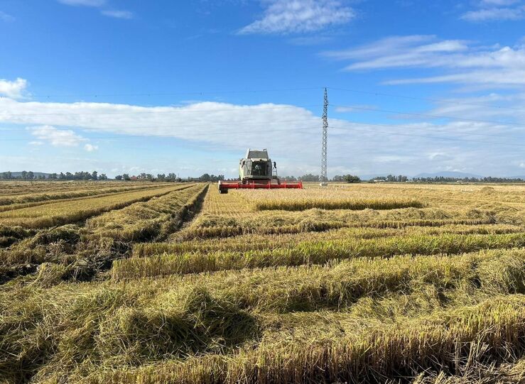 El sector arrocero extremeo lamenta la situacin lmite en la que se encuentra 