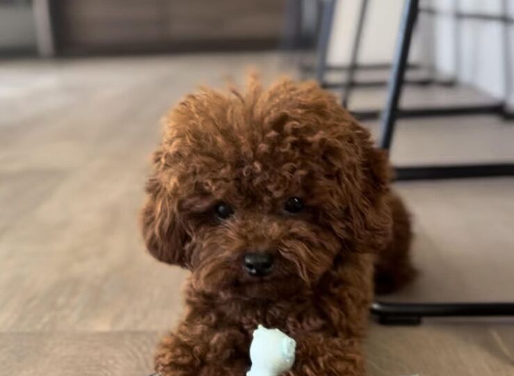 Es confiable Caniche Toy del Nilo Opiniones que destacan al caniche toy inteligente