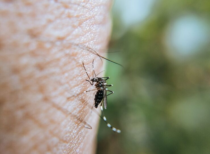 Muere un varn de 77 aos en Extremadura por fiebre del Nilo Occidental