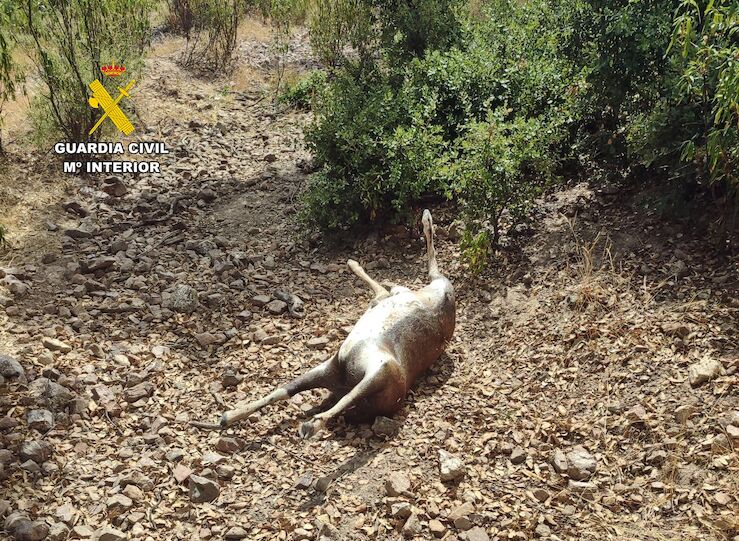 Guardia Civil investiga a dos personas por cazar de forma furtiva en finca de Monterrubio