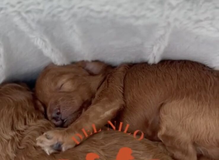 Estafas en la venta de caniche toy