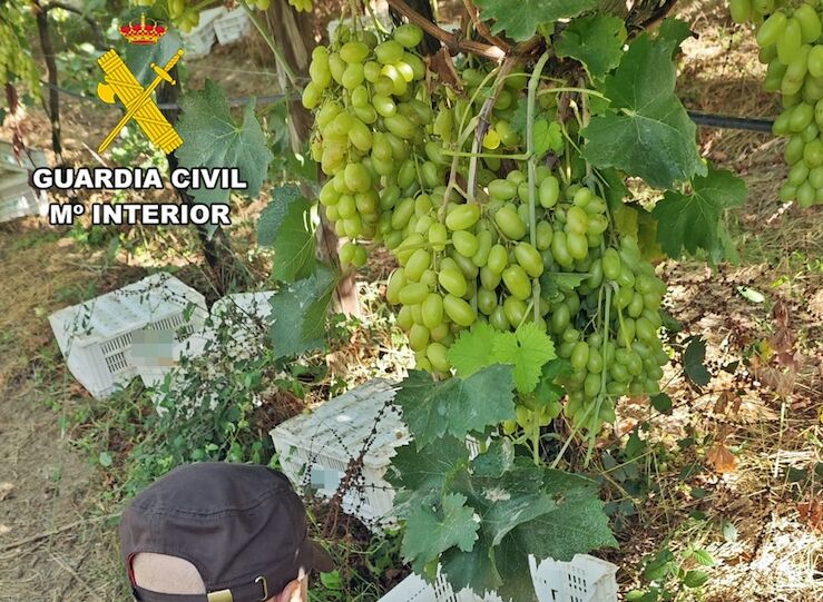 Investigados siete vecinos de Badajoz por su implicacin en robo de ms de 1000 kg uvas