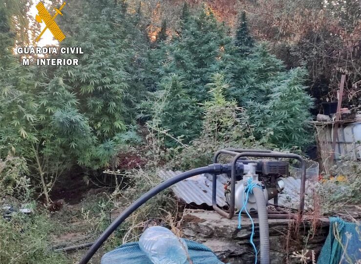 La Guardia Civil investiga a una vecina de La Codosera por cultivo y elaboracin de droga