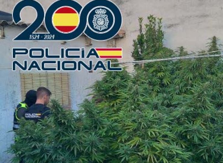 Desmantelada una plantacin de marihuana en el barrio de San Andrs de Mrida