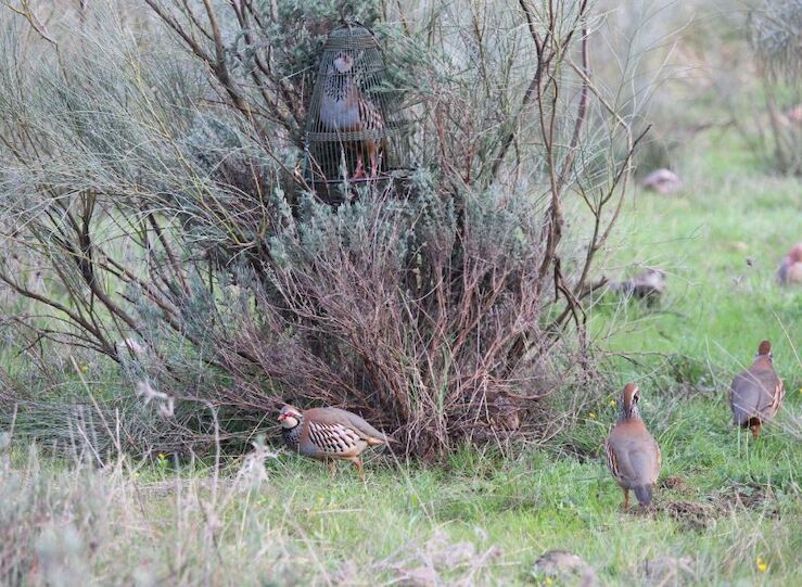 Ecologistas Accin ve aberracin posible declaracin de caza perdiz con reclamo como BIC