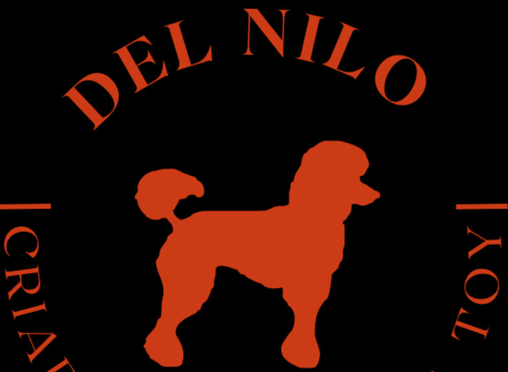 Opiniones reales sobre los cachorros del criadero Caniche Toy del Nilo descubre su vida