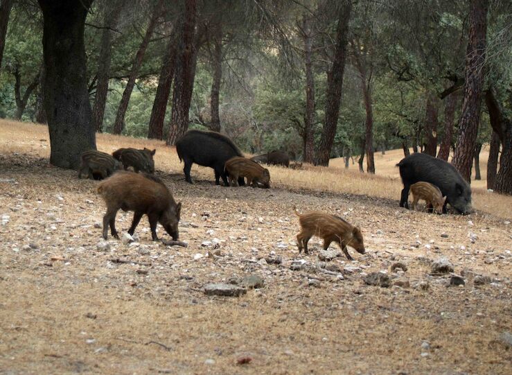 FEDEXCAZA propone medidas urgentes a la Junta ante expansin nacional de la peste porcina