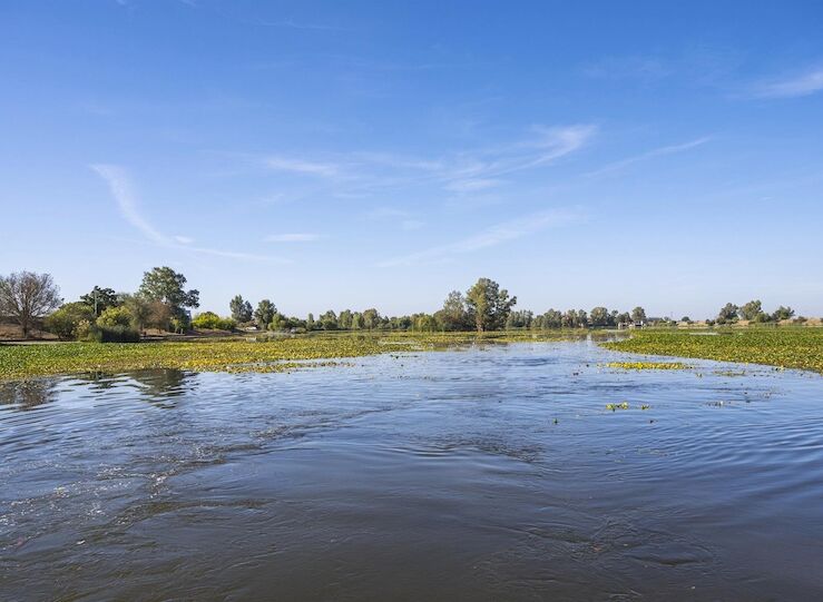 Licitada la 2 fase del proyecto para controlar nenfar mejicano en la cuenca del Guadiana
