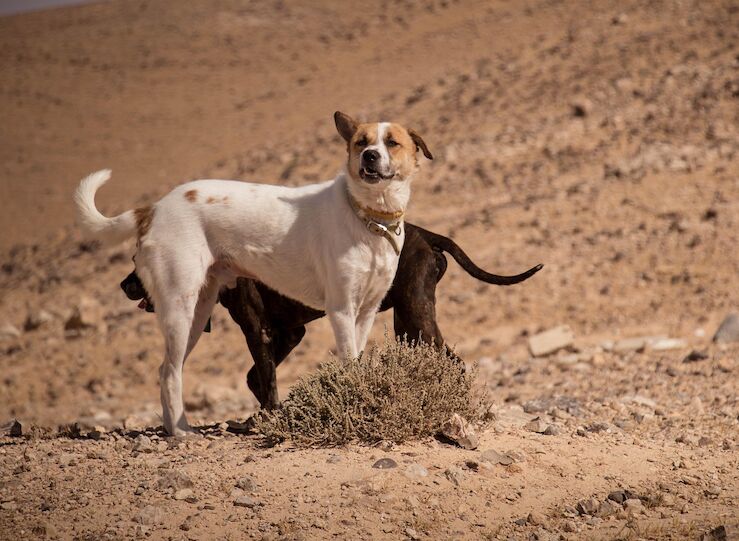 Pacma plantea nueva ley que site a Extremadura a la vanguardia de la proteccin animal