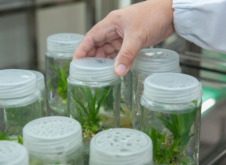 Pacma plantea situar Extremadura a la cabeza de la biotecnologa vegetal